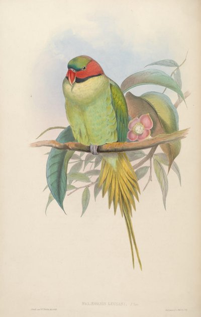 Vogels van Azië door John Gould